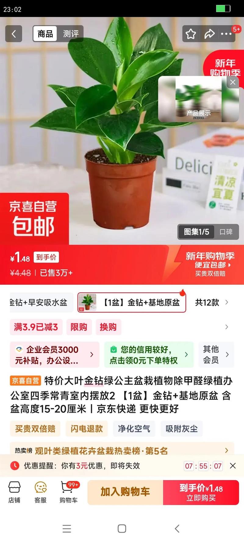 �ؼ۴�Ҷ�����̹�������ֲ�����ȩ��ֲ�칫���ļ��������ڰڷ�2 1����� ����ԭ�� ����߶�15-20�����Ż�֤��