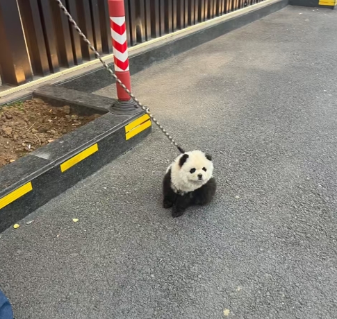 �����������ñ���������˺ü���?? �ڰ�ë + Բ��������С���������չ����� ��������è����ʷ��� ������èȮ����ʨ����