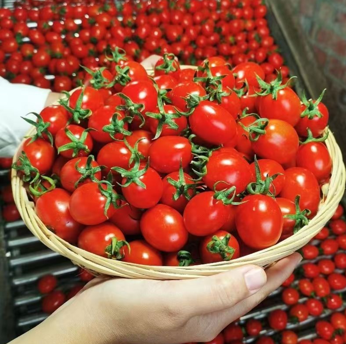 �����ˣ����������� һ��һ��������Ĺ�֭�����ﱬ��������ͣ�������������������ʥŮ����ħ����3.89Ԫ����2�������һ